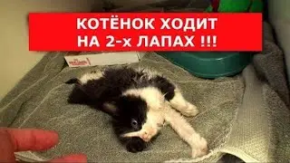 КОТЁНОК ХОДИТ НА ДВУХ ЛАПАХ! (Спасли бездомного котёнка)  Ветеринарное ранчо на русском