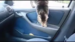 Arabaya giren kedi