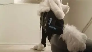 Mavsharkie Farts 2 