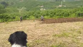 Patpat Yagmur Yet 510 Çapa Makinesi Deniyoruz
