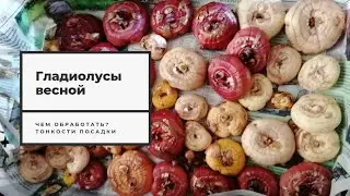 Гладиолусы весной. Чем обработать? Тонкости посадки.