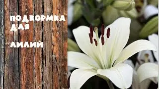 Зольный настой.Подкормка для лилий
