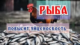 Рыба повысит яйценоскость