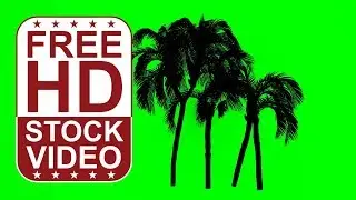 Free Stock Videos – animated queen palm cluster trees silhouette on green screen with wind