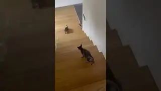 Как коты со мной кофе пьют! Каждое утро мой кот - Ликой - составляет мне компанию на чашечку кофе.
