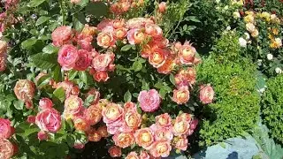 Розы группы флорибунда. Briosa (Бриоза)