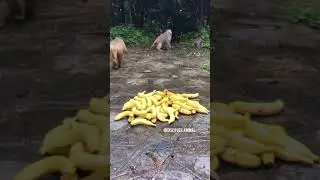 Реакция обезьян на гору бананов