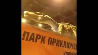 Динозавр и обезьяна