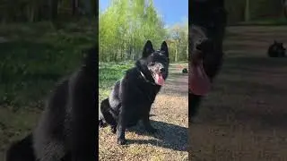 продается щенок шипперке. др 05,12