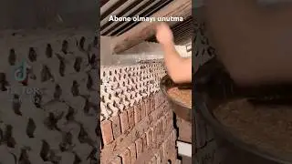 Akrep çiftliği elalem kedi,köpek  besler bunlar akrep besliyor 🦂 #subscribe #shortvideo #scorpion