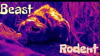 Beast Rodent Solutions Thermal