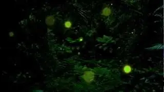 EnViRo v1.3 Final: Firefly Forest