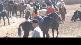 Samarqan yuldizi Taysin polvon 2 🐫🐫 Zomin Oqtoshda Muxlislari bormi. Horse sports