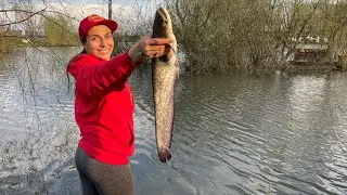 Made some catfish borscht! I was fishing for tench, but the catfish came again.