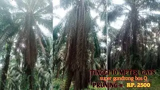 pruning kelapa sawit pokok tinggi 10 meter _pruning sawit gondrong part3#pruning sawit #panen sawit