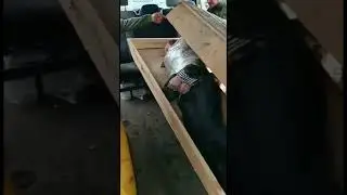 Орк в оригинальной упаковке. Курская область.