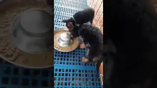 Feeding Thin, Sickly German Shepherd Puppies