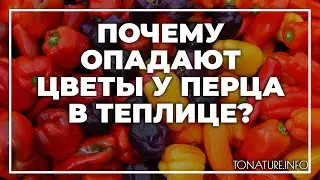 Почему опадают цветы у перца в теплице? | toNature.Info