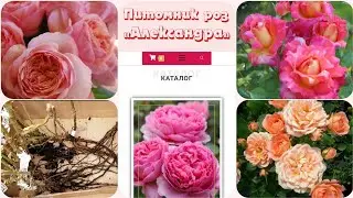 😳👀УДИВИТЬ ВАС? 😉🤪 Обзор посылки с розами из питомника 