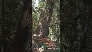 minded time #shortsfeed #wood #treecutting #woodcutter #tree #shortsyoutube #shortvideo #shorts