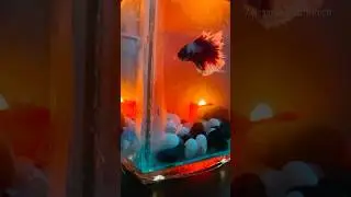 Full moon Betta fish மயில் போல அழகு❤️