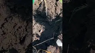 #туя
