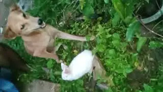 Dog And Rabbit friends love