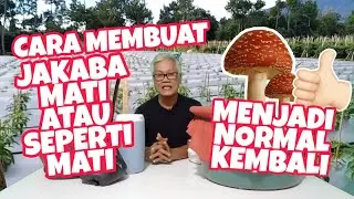 Cara Membuat Jakaba Mati Atau Seperti Mati Menjadi Normal Kembali