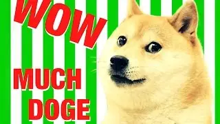 Doge GIF Compilation 🐕
