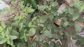 #pvskplantation #pvsk #travel #tour  #plant #tree #chettu (3)