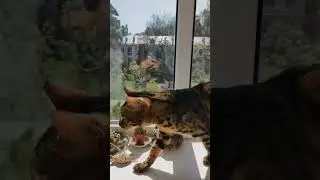 #бенгальскийкот