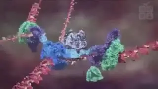 Величие Бога в человеческой клетке