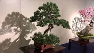 93rd KOKUFU TEN BONSAI EXHIBITION 2019 PART 1  (video 2 / 2)  Tokyo Feb.9~12