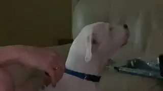 Dogo Argentino Learning to talk￼