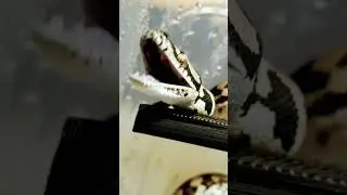 Morelia Spilota - pokazujemy ząbki! #wężewdomu