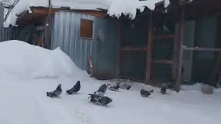 07.02.26г.Голуби Донбасса в подмосковье.