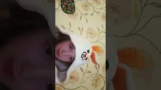я зайчики