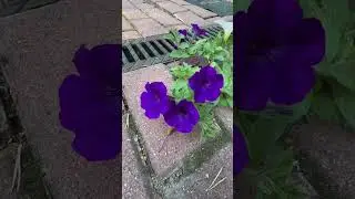 Можно ли собирать семена с петунии?! Можно! #shots