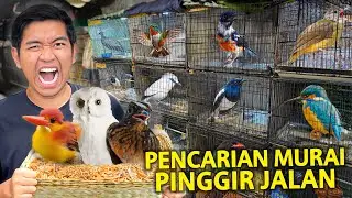 PENCARIAN MURAI DI PINGGIR JALAN! GAK NYANGKA BANYAK BURUNG GACOR DI KIOS BURUNG INI!