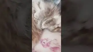 котик