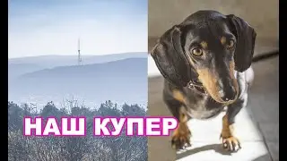 В Грузию с собакой | Наша такса Купер. 