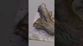 Tree stump scanned with RealityScan