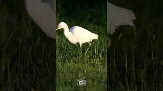 Entre Amaneceres y Atardeceres: Un día con las aves