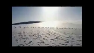 зимняя охота на зайца