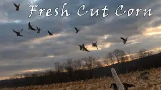 Fresh Cut Field! Birds Found It And So Did We. 4 man limit.