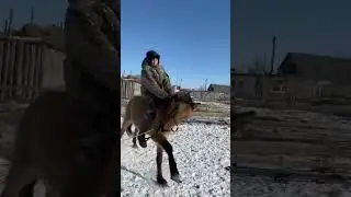 #жылқы