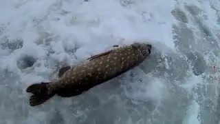 167 Зимние щуки на жерлицы  Обзор наших прежних рыбалок// Volga fishing pike