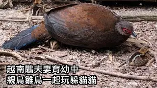 越南鷴夫妻育幼中 親鳥雛鳥一起玩躲貓貓