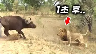 사자에게 딱 걸린 버팔로의 끔찍한 최후