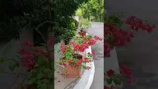 Bangalore Infosys Green Campus 